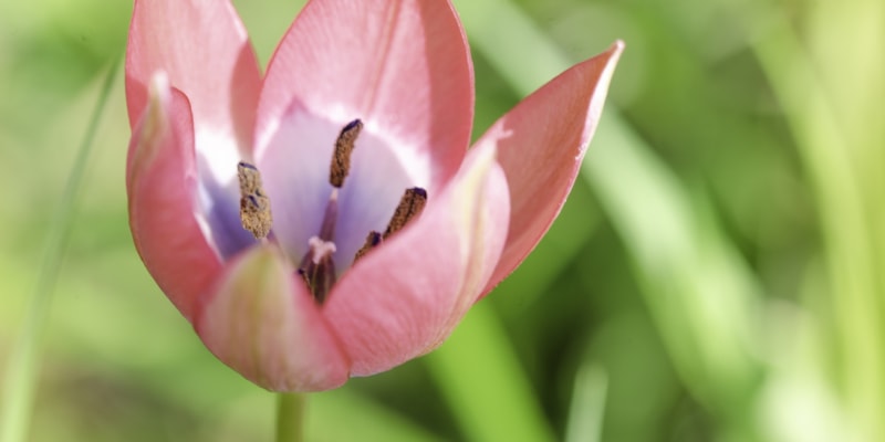 Tulipány nemusíte každoročně po odkvětu vytahovat  6