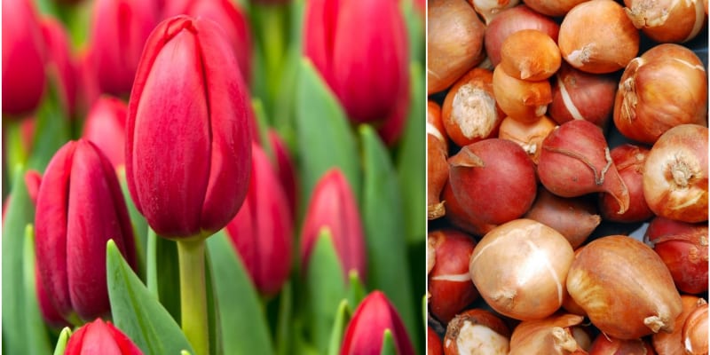 Pravé cibule mají například tulipány.