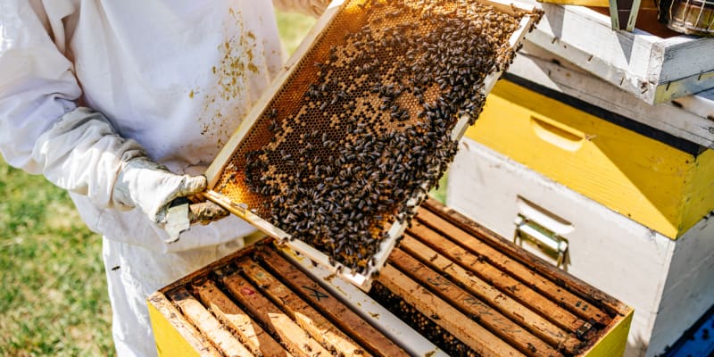 Včelařství se stále věnuje spousta lidí