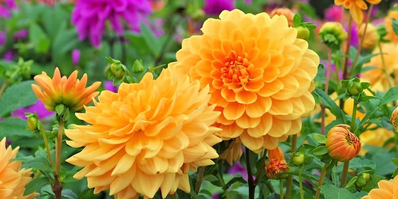 12 rad a tipů, jak zasadit a pěstovat jiřiny, tradiční květiny našich zahrad 1