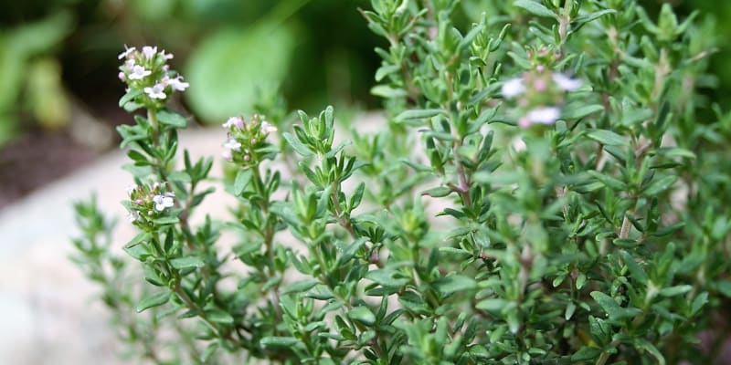 Vypěstujte si ze semínek šalvěj, rozmarýn, majoránka a tymián: tymián obecný(Thymus vulgaris) je silně aromatická bylinka s ostřejší nasládlou chutí i vůní připomínající hřebíček