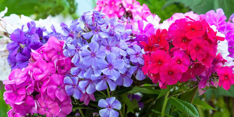 Floxy se vyznačující silným růstem a bohatým kvetením, existuje několik stovek kultivarů a hybridů s květy v nejrůznějších odstínech bílé, růžové, červené, modré nebo fialové.