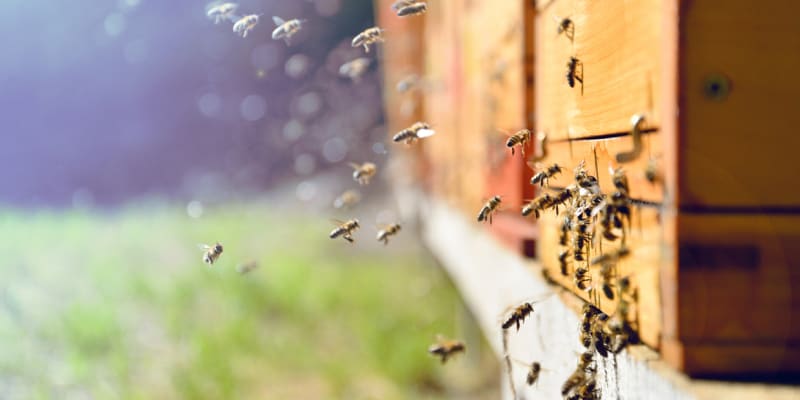 Včely medonosné žijí v úlech