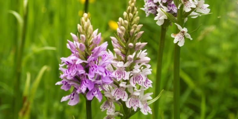 Zemní orchideje, které můžete právě teď potkat v přírodě 4