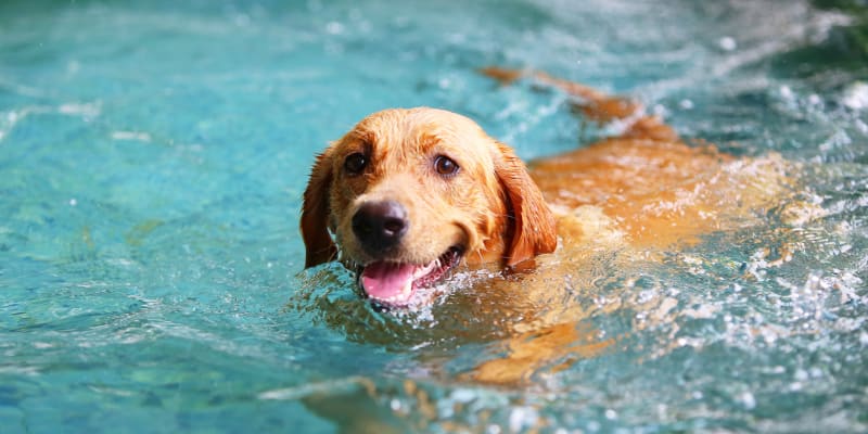 Mezi plemeny psů je značný rozdíl v přístupu k plavání