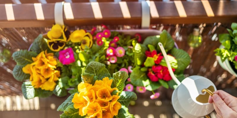 Osaďte truhlíky na balkoně kvetoucími otužilci 9