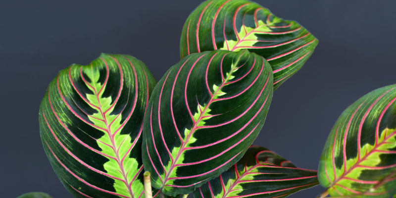 Maranty jsou exotické rostliny většinou z Brazílie, kde rostou v tropických deštných lesích. Patří do čeledi marantovitých, jejíž zástupci okouzlují výraznou barevností svých listů. Vrchní strana bývá zelená, spodní růžová, červená až fialová. 