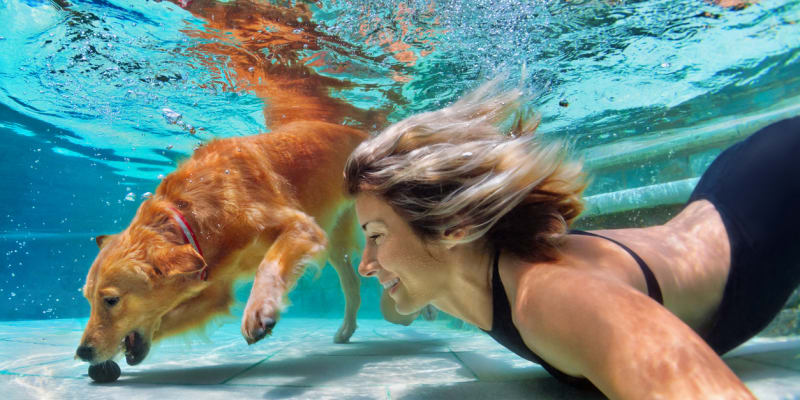Naučte svého psa plavat 4