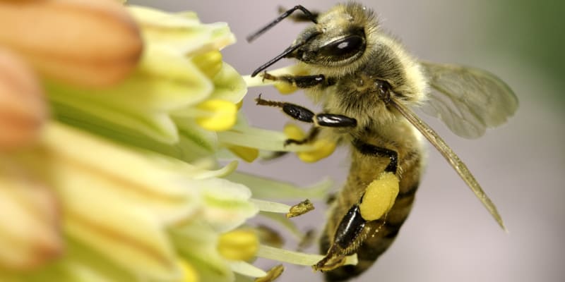 Včely potřebujeme především jako opylovače  5