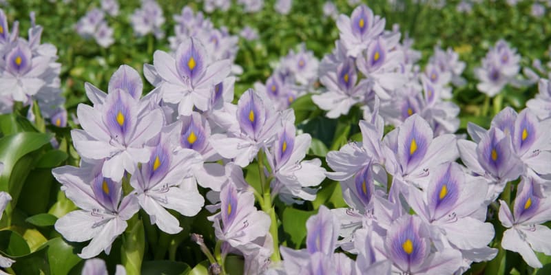 Vodní hyacint, tokozelka nadmutá (Eichhornia crassipes)