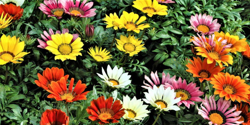 Květ gazánie je astrovitý, připomíná gerberu nebo kopretinu. Květy jsou citlivé na sluneční svit. Pokud je zataženo a prší, neotevřou se. Zavírají se nejenom za špatného počasí, ale i večer na noc.