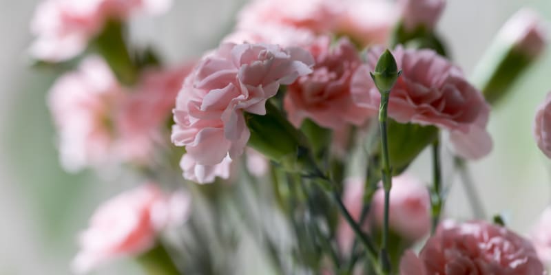 Dostali jste nádhernou kytici karafiátů a rádi byste si podobné vypěstovali i na vlastní zahradě? Vyzkoušejte jednoduché řízkování a možná se stejně krásných květů dočkáte.