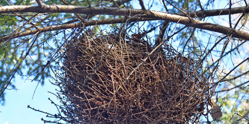 Čarověníky: Zajímavá hnízda na větvích stromů či keřů  3