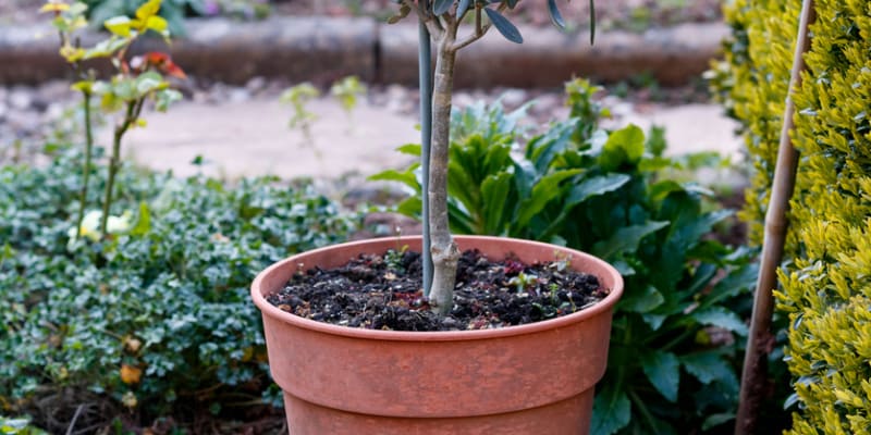 Olivovník evropský (Olea europaea) 5