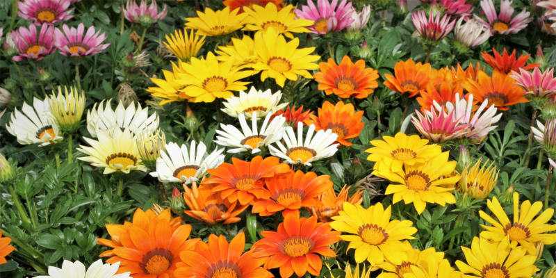 Gazánie kvetou většinou od června do zámrazu. Pravidelným odstraňováním odkvetlých květů podpoříme bohaté kvetení a neustálé nakvétání nových poupat.