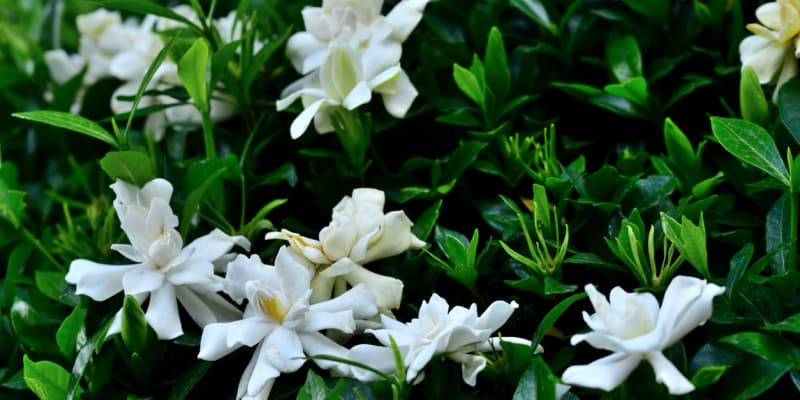 Gardénie jasmínovitá (Gardenia jasminoides) 4