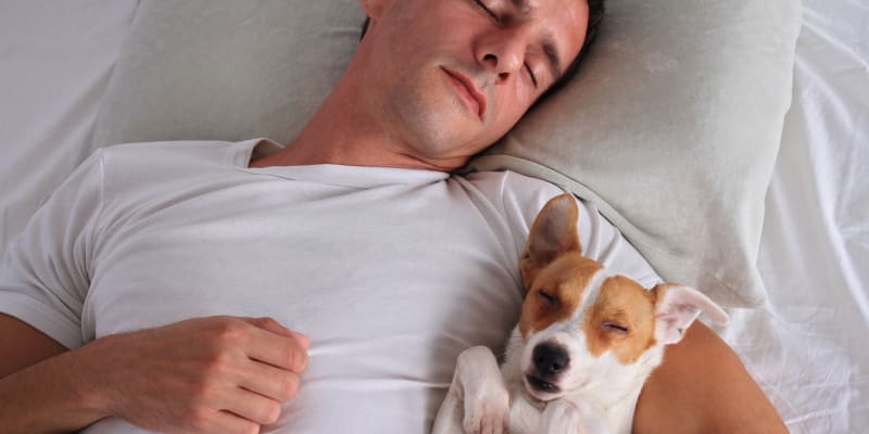 Jak psi spí v posteli: Psi, kteří volí pozici ve vašem objetí, vám chtějí být co nejblíže. 