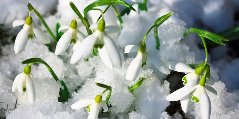 Sněženky (sněženka podsněžník / Galanthus nivalis) přicházejí na zimní scénu velmi brzy. V únoru, někdy už v lednu vystavují na odiv své bílé zvonkovité květy, které rostou i ve sněhu.