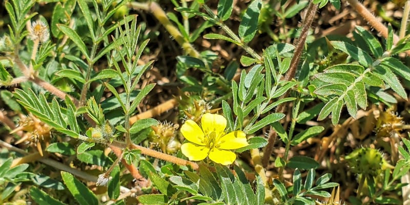 Kotvičník zemní má krásné žluté pětičetné květy a ostnaté plody.