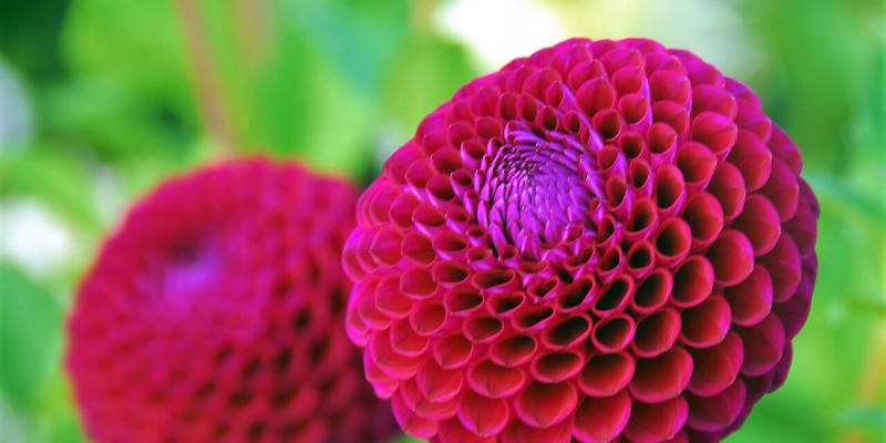 Jiřinky kulovité (balky) mají symetricky kulovitě tvarované plně dvojité květy s hustými jazykovitými okvětními lístky, které jsou do poloviny svinuté.  Na snímku kultivar Downham Royal.