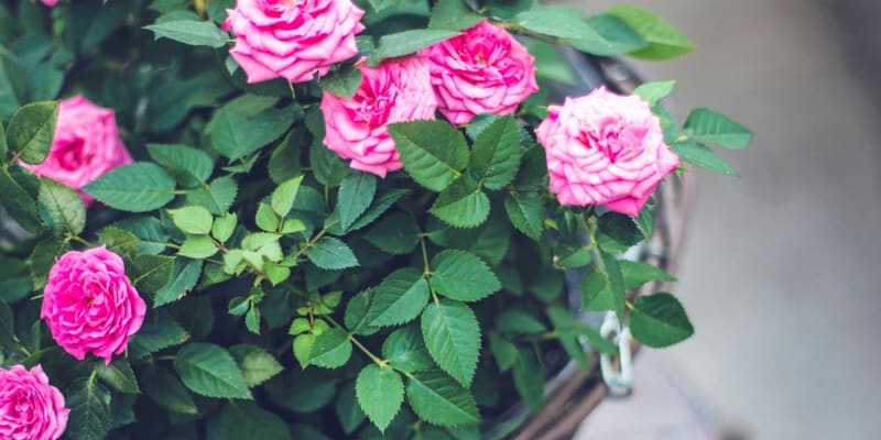 Balkonové růže: Na jaře vyžadují správný sestřih
