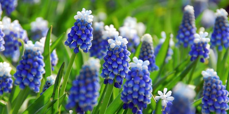 Brzy zjara, obvykle už v únoru, rozkvétá barvou jasného nebe modřenec modrý (Muscasri azureum).  Krásný je především kultivar s názvem Mount Hood®, který zdobí modré květy s bílou čepičkou.
