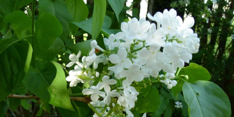 Podmanivě voňavé květy šeříku se objevují od dubna až do června a rozkvétají postupně. Nejintenzivněji voní podvečer, od toho název šeřík, protože se šeří neboli stmívá.