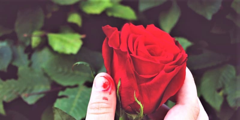 Jak ošetřit drobná poranění při práci na zahradě: I obyčejné škrábnutí o trn růže může začít nepříjemně hnisat, pokud se do něj dostane infekce.