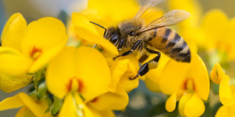 Včely potřebujeme především jako opylovače  1