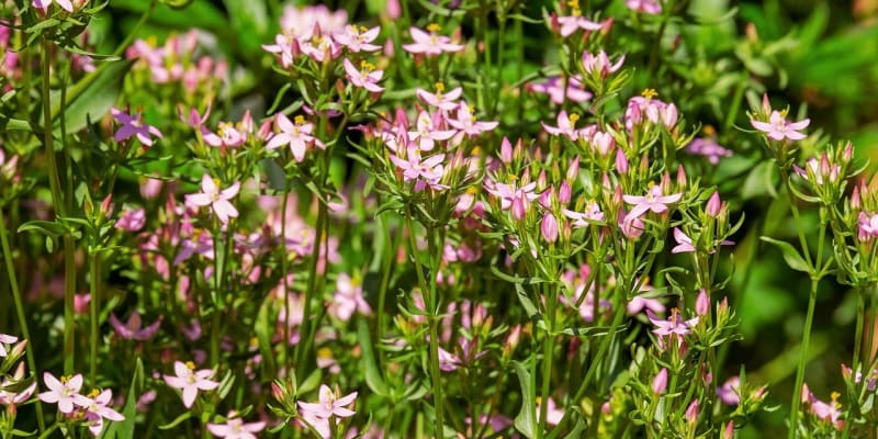 Zeměžluč je známá bylinka, kterou v přírodě poznáme snadno podle krásně starorůžových až fialových drobných kvítků, které celé léto zdobí slunné louky, stráně a paseky. 