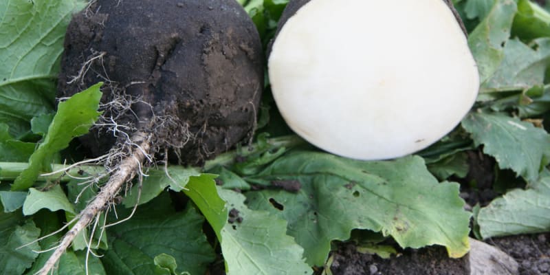  Odrůda černé ředkve Panter je určená k dlouhodobému skladování, přímé spotřebě a výrobě šťávy. Tvoří vyrovnané kulovité bulvy o průměru 6–10 cm s jemným kořenem a drobnějším listem.Povrch je černý a slabě korkovitý. Dužina je bílá, kompaktní, hvězdicovitě mramorovaná, má výraznou chuť, připomínající křen.