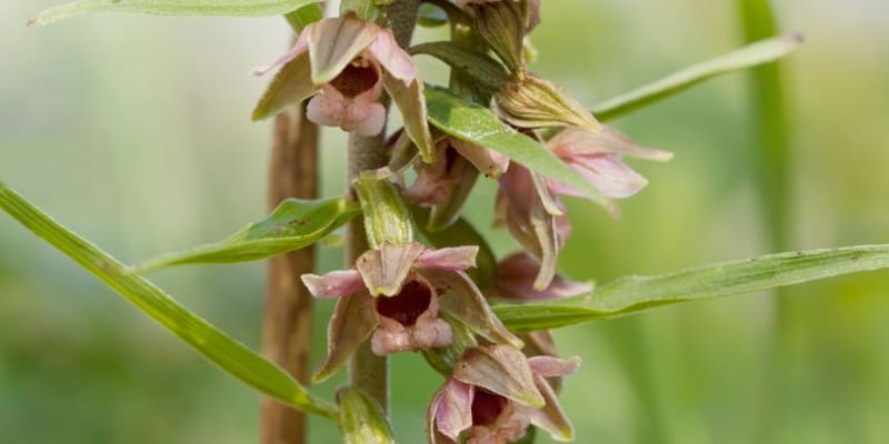 Zemní orchideje, které můžete právě teď potkat v přírodě 6