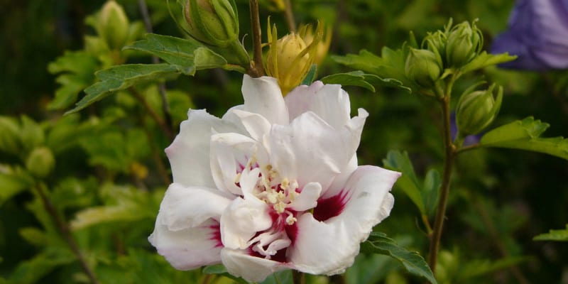 Ibišek - květina léta - Obrázek 2
