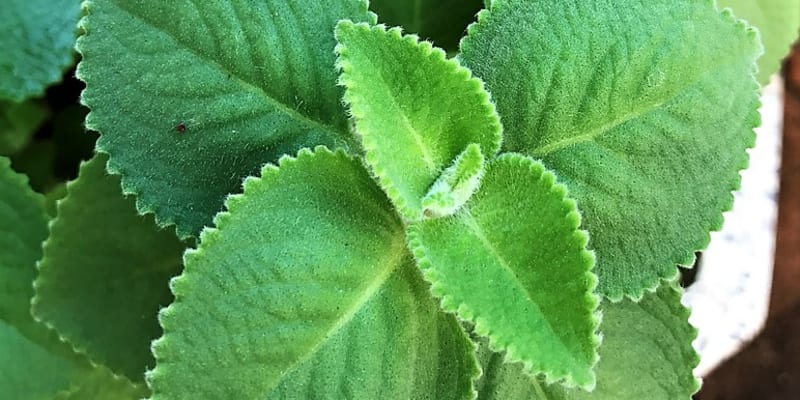 Domácí sirupy proti kašli a rýmě: Rýmovník (Plectranthus) je v posledních letech populární bylinkou. Zejména v chladném období roku období je skvělý jako prevence, uvolňuje nosní dutiny a mírní kašel.