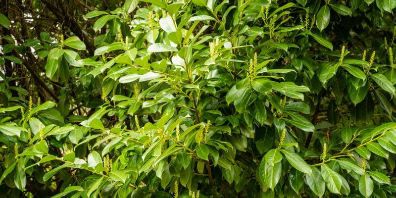 Bobkovišeň lékařská (Prunus laurocerasus) 6