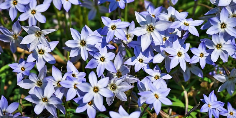 Ifeion jednokvětý (Ipheion uniflorum): Modrý kultivar ‚Jessie‘ kvete od května do června.