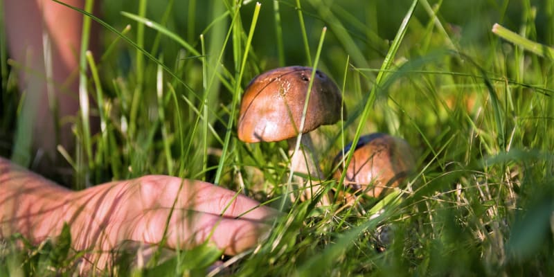 Obecně platí, že v lese rostoucí houby bychom měli sníst nejpozději do dvou až tří dnů.