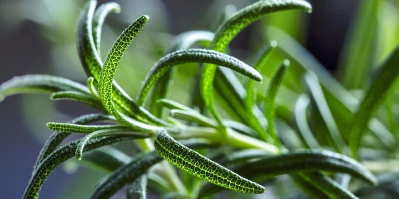 10 léčivých rostlin, které pomáhají v boji proti podzimní depresi, únavě a stresu 3