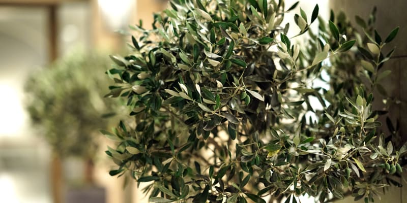 Olivovník evropský (Olea europaea) 1
