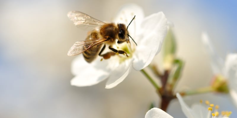 Včely sbírají pyl od časného jara