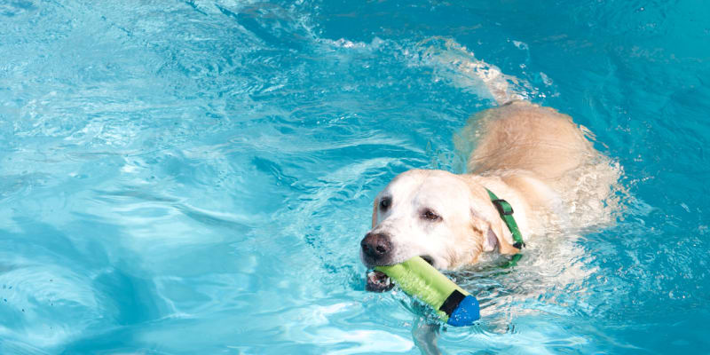 Naučte svého psa plavat 3