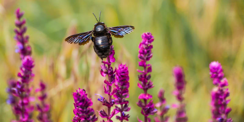 Drvodělka, obří včela samotářka, je neškodná a užitečná 3