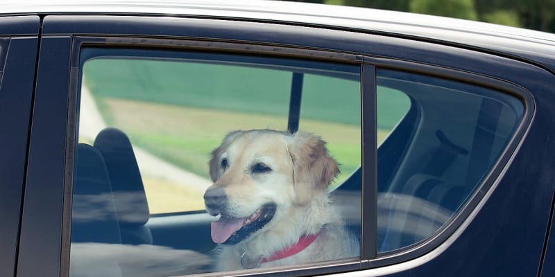 Majitelé psů si dost často řeknou, že si odskočí jen na pár minut, a tak to pejsek v autě vydrží. Omyl! I když není venku horko na padnutí, teploty uvnitř auta stoupají nebezpečně vysoko. Nikdy proto nenechávejte ve stojícím zaparkovaném autě svého psa.