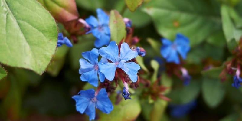 Rohovec olověncovitý vás od srpna do října potěší krásně modrými květy. Naučte se ho pěstovat