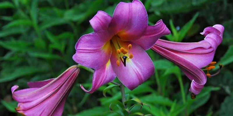 Trubkovité (trumpetové) hybridy lilií nají krásné velké nálevkovité květy, které často visí dolů. Na snímku kultivar Pink Perfection.