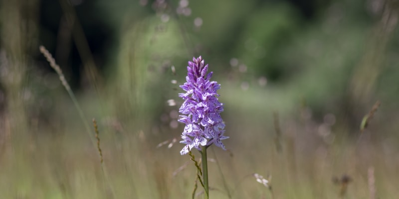 Zemní orchideje, které můžete právě teď potkat v přírodě 5