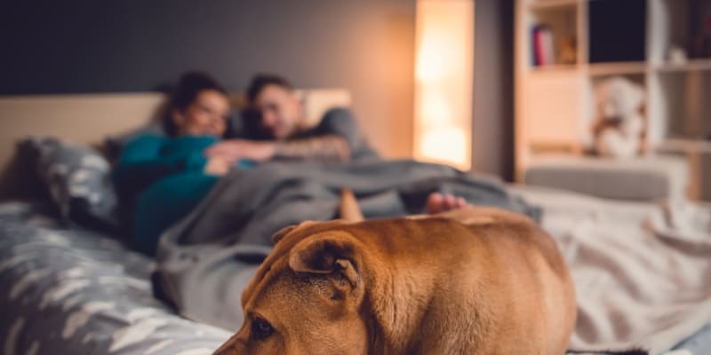 Jak psi spí v posteli: Ačkoli to vypadá, že v nohách spí váš věrný pes, realita je trochu jiná...