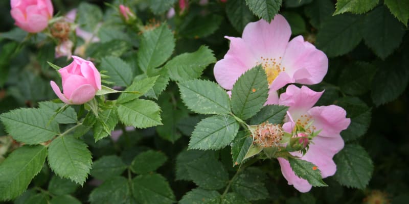 Růže šípková (Rosa canina) roste podél polních cest, na pastvinách a slunných stráních a na krajích lesů. Jako léčivka jsou známější šípky, ale blahodárné účinky na zdraví mají také voňavé růžové okvětní plátky, které se sbírají v pozdním jaru, když divoká šípková růže rozkvete do krásy