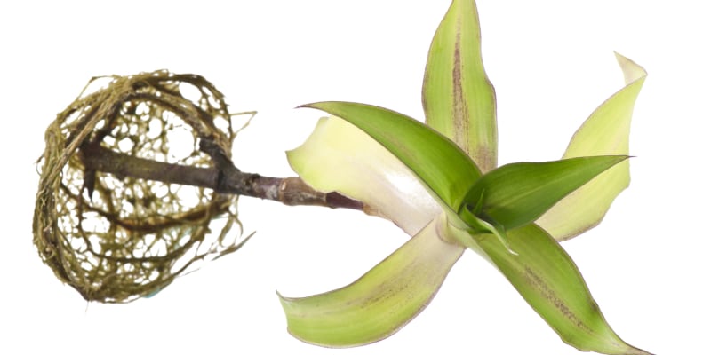 Kalísie voňavá (Callisia fragrans) 4