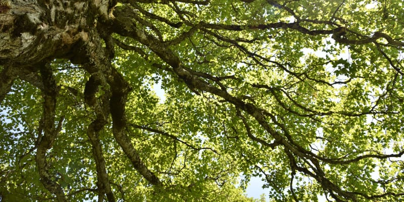 Starý keltský stromový horoskop: Stromy vynikají majestátní krásou a obrovskou silou. Zjistěte podle starého keltského horoskopu, tedy spíše stromoskopu či stromokruhu, který je ten váš! 